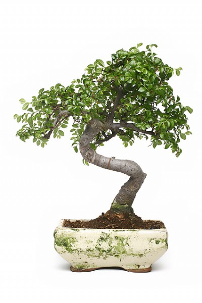 Bonsai